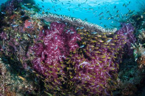 Beautiful soft corals and fish thrive on a healthy reef slope amid the remote islands of Raja Ampat, Indonesia. This amazing equatorial region is possibly the center for marine biodiversity.