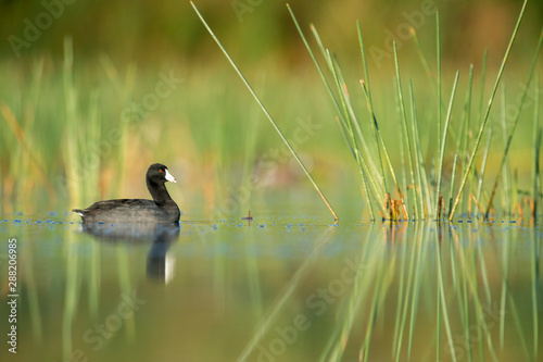 An American Coot swims among green aquatic grasses in the morning sun with its reflection in the calm water. © rayhennessy