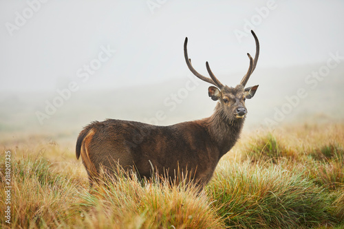 Portrait of Axis Deer, Horton Plains National Park, Nuwara Eliya, Sri Lanka photo