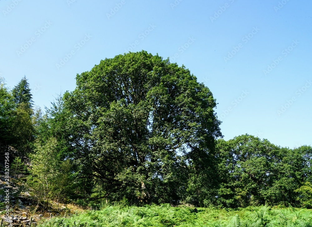 Large Oak Tree in a Pasture Large Oak Tree in a Pasture