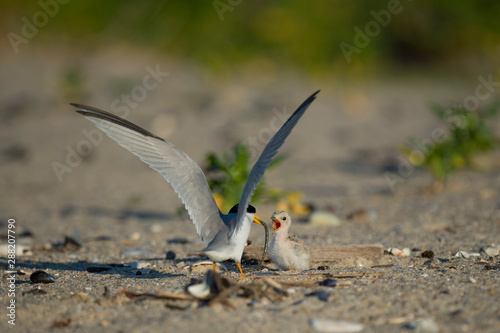 A Least Tern feeds its young chick a fish on the beach in the bright sunlight. photo