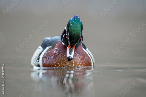 Canvas Print A male Wood Duck peers down while floating on calm water with water drops on its head in soft overcast light