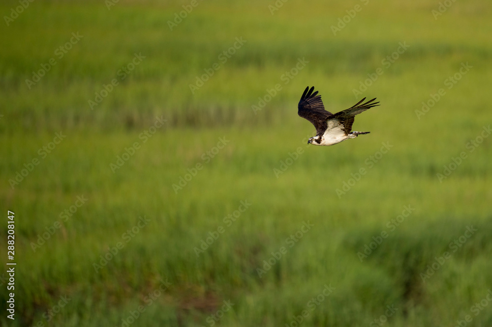 Obraz premium An Osprey flies over a bright green marsh on a sunny morning.