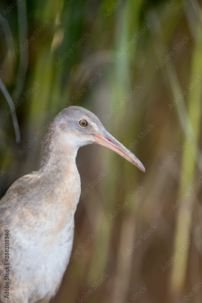 A close-up portrait of a Clapper Rail with a green marsh grass background in soft light.