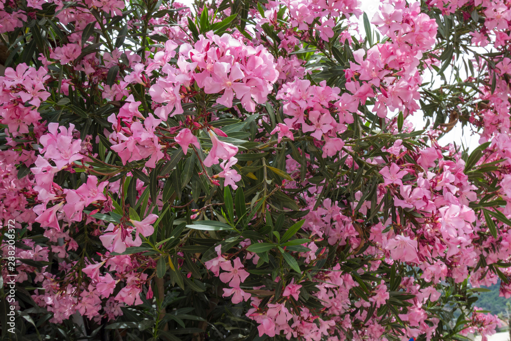 Blooming oleanders, natural background, close-up. Blooming oleanders, natural background, close-up.