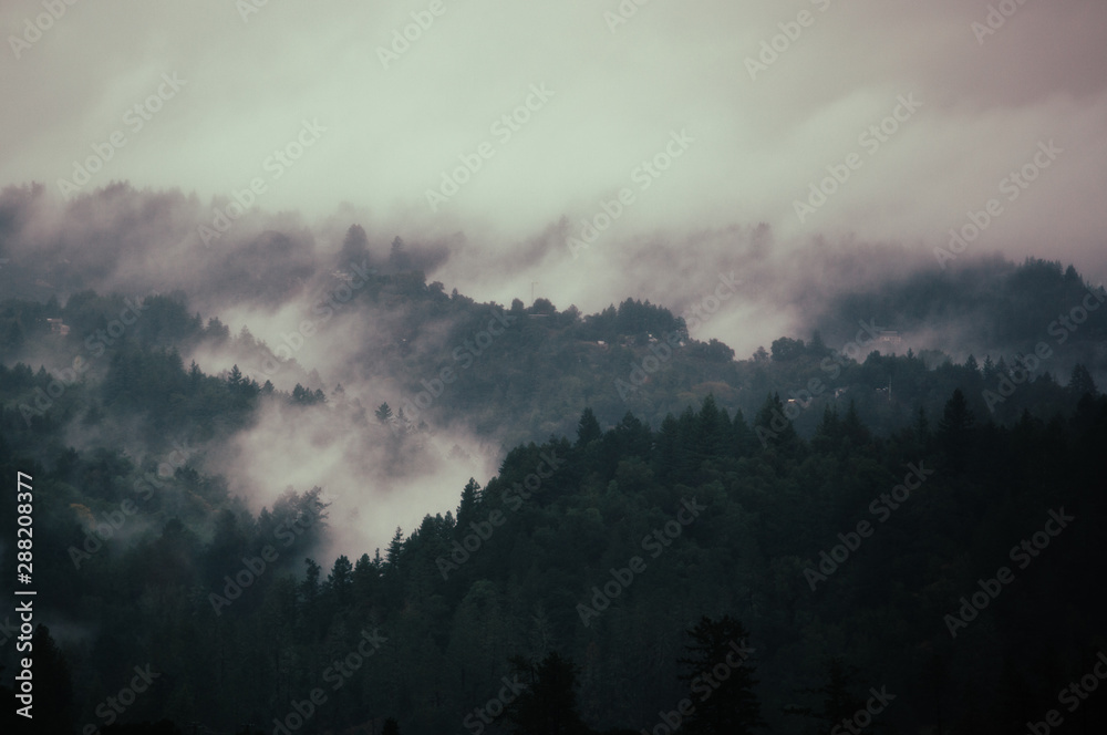 Dark and foggy scene Dark and foggy scene
