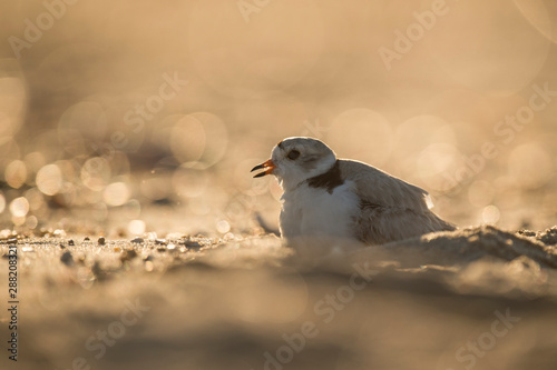 Adult Piping Plover sits on a sandy beach glowing in the backlight morning sunlight with a glittering background.