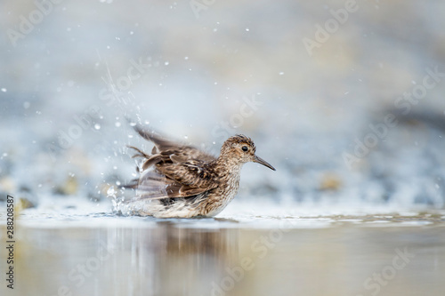 A small Least Sandpiper splashes in shallow water with its wings in motion in soft overcast light.
