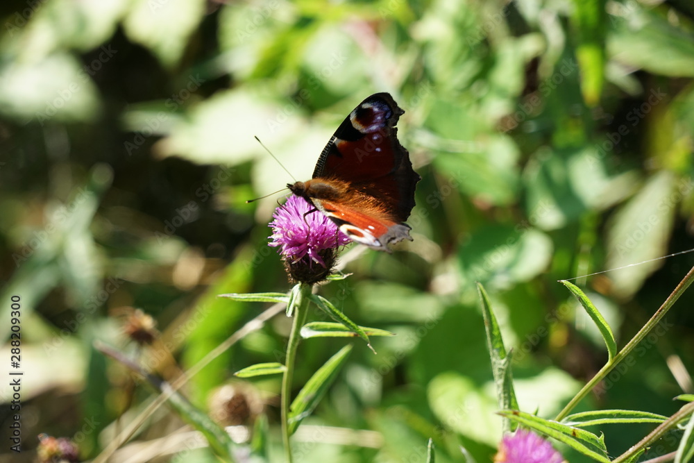 Fototapeta premium Peacock Butterfly Isolated on a Thistle Flower - Aglais Io