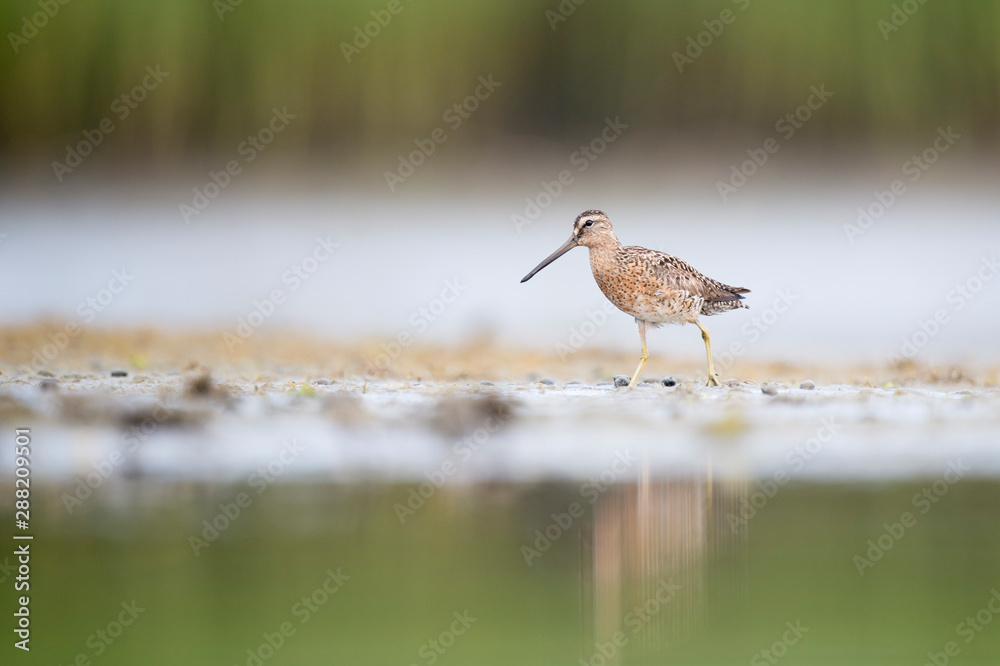 A Short-billed Dowitcher works the shallow water and mud searching for food in the soft overcast light. A Short-billed Dowitcher works the shallow water and mud searching for food in the soft overcast light.
