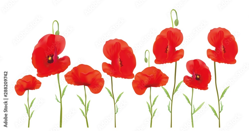 Fototapeta premium 3D realistic red poppies flowers. Beautiful beackground. Red poppies close up. Nature. Summer flower. Vector illustration.