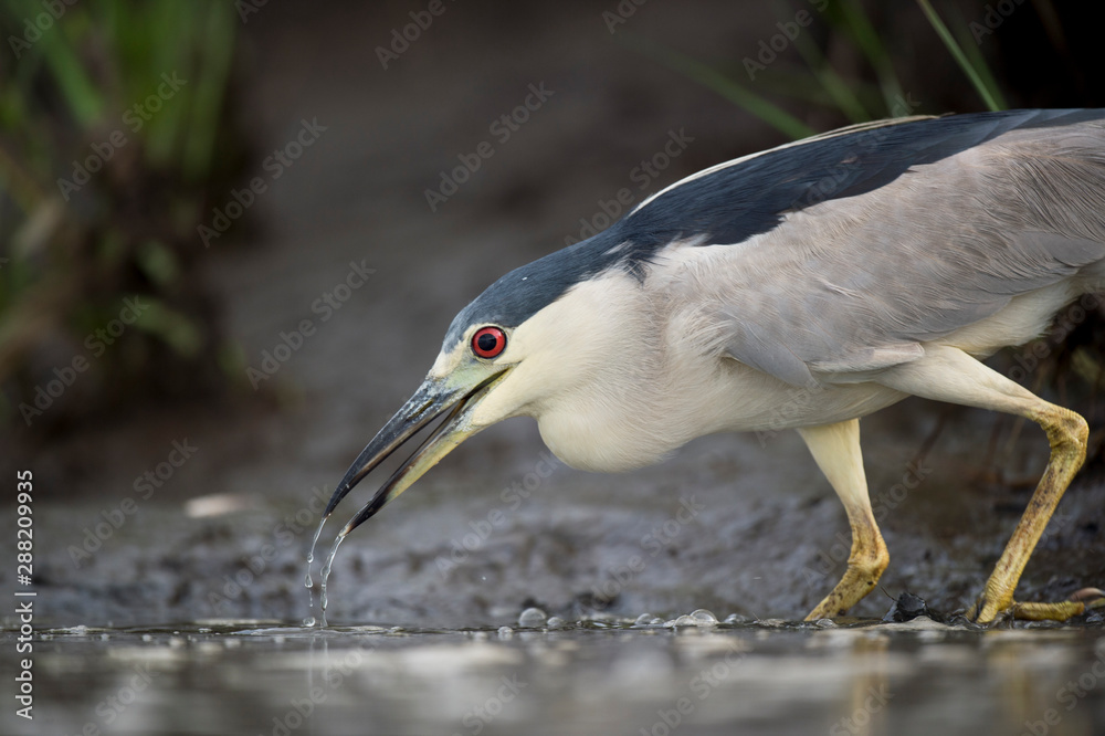 A Black-crowned Night Heron stalks the shallow water in search of food in soft light with its bright red eye standing out.