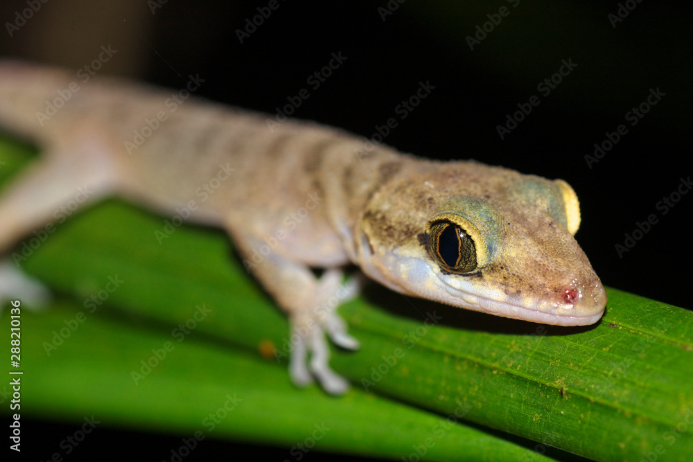 Gecko from Andaman islands