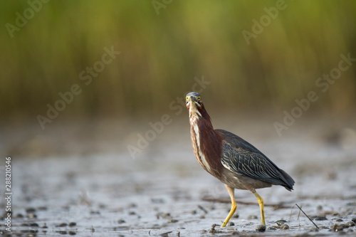 A Green Heron stalks prey in the muddy marsh with a smooth green background.