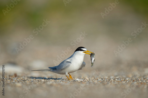 An adult Least Tern walks on a sandy beach in the bright sun with a fish in its beak. © rayhennessy