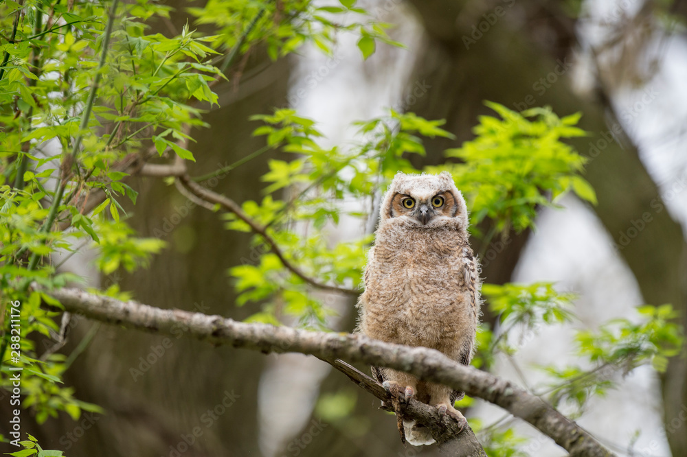 A Great-horned Owlet perched in a tree looks right ahead with big yellow eyes in soft overcast light. A Great-horned Owlet perched in a tree looks right ahead with big yellow eyes in soft overcast light.
