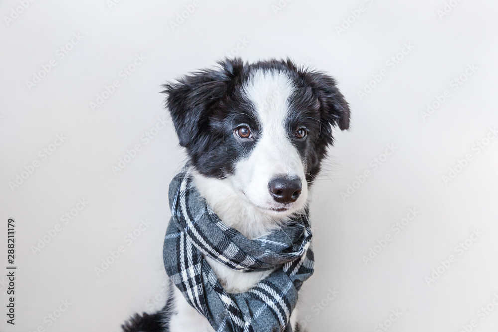 Funny studio portrait of cute smilling puppy dog border collie wearing warm clothes scarf around neck isolated on white background. Winter or autumn portrait of new lovely member of family little dog