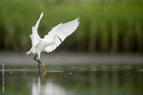 Canvas Print A white Snowy Egret feeds in the shallow water in a marsh with a green grass background in soft overcast light