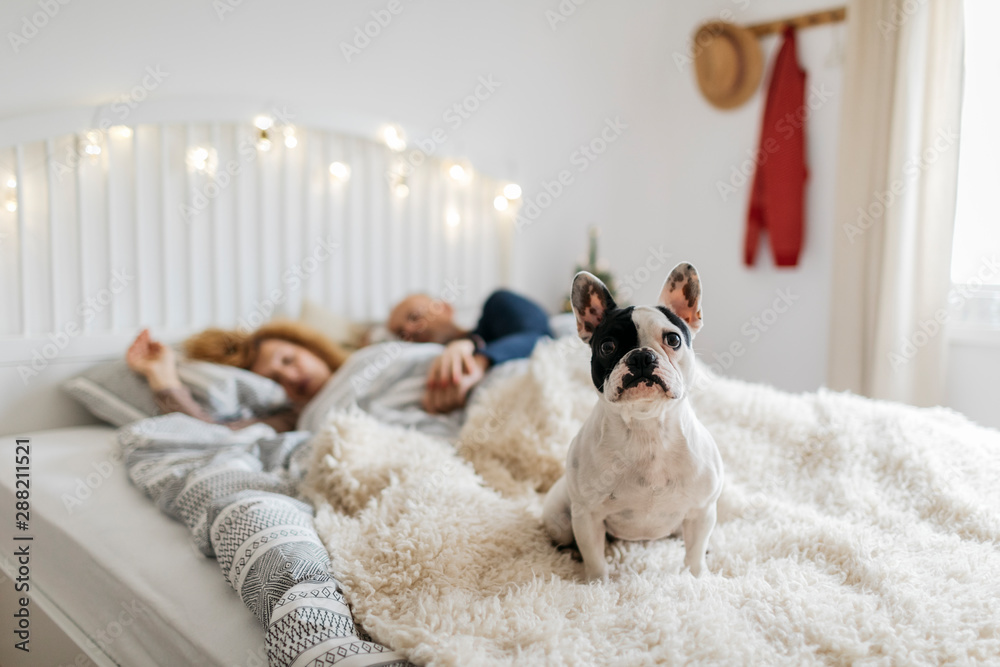 French bulldog in front of his owners