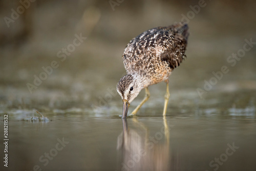A Short-billed Dowitcher wades in the shallow water in the soft morning sunlight with its reflection.