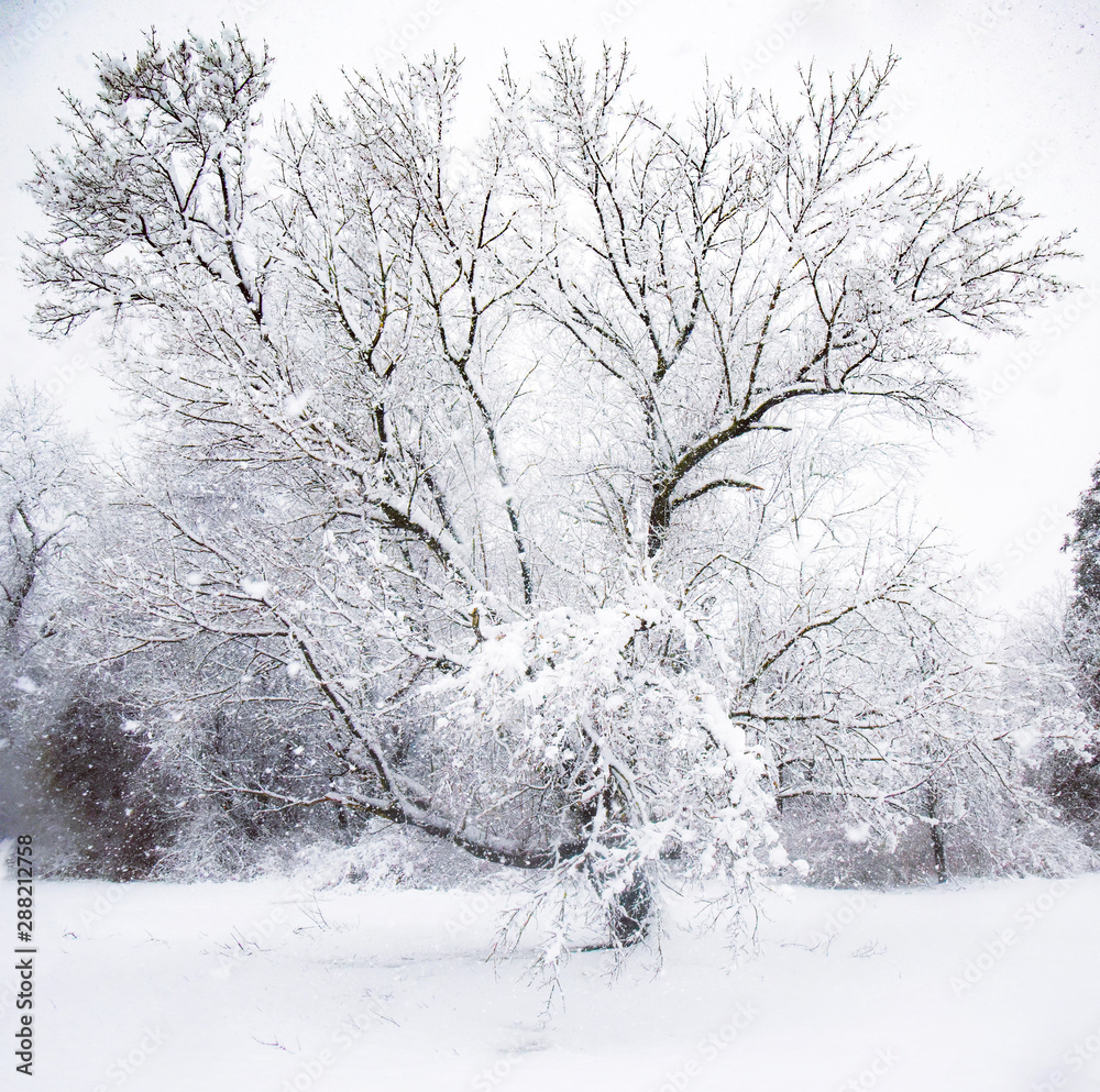 Fototapeta premium Winter