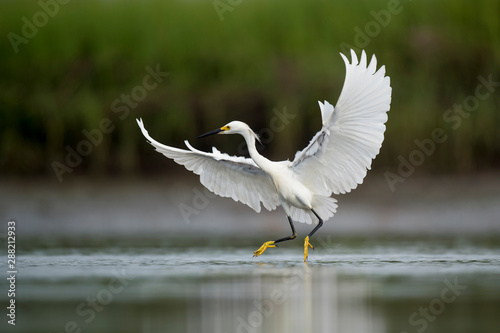 A white Snowy Egret flies over shallow water in a marsh with a green grass background in soft overcast light.