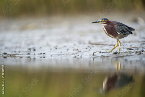A small Green Heron stalks along the muddy edge of the water with its reflection in soft overcast light.