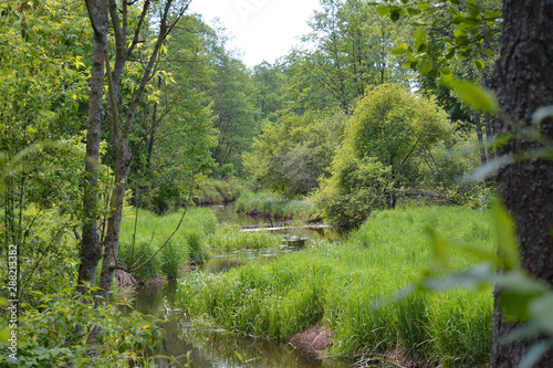 Fototapeta Naklejka Na Ścianę i Meble -  River in the green forest.