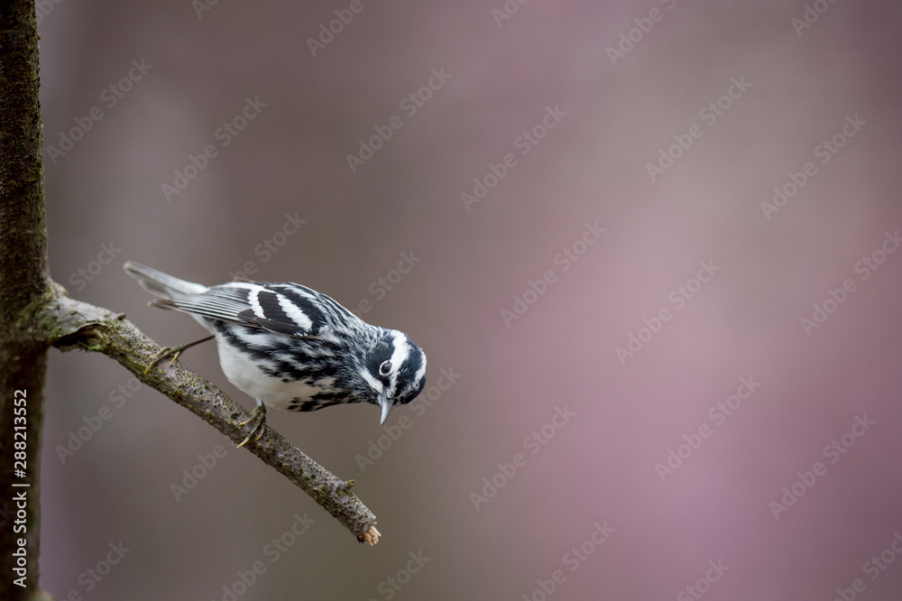 Obraz premium A Black and White Warbler perched on a bare branch with a smooth purple background.