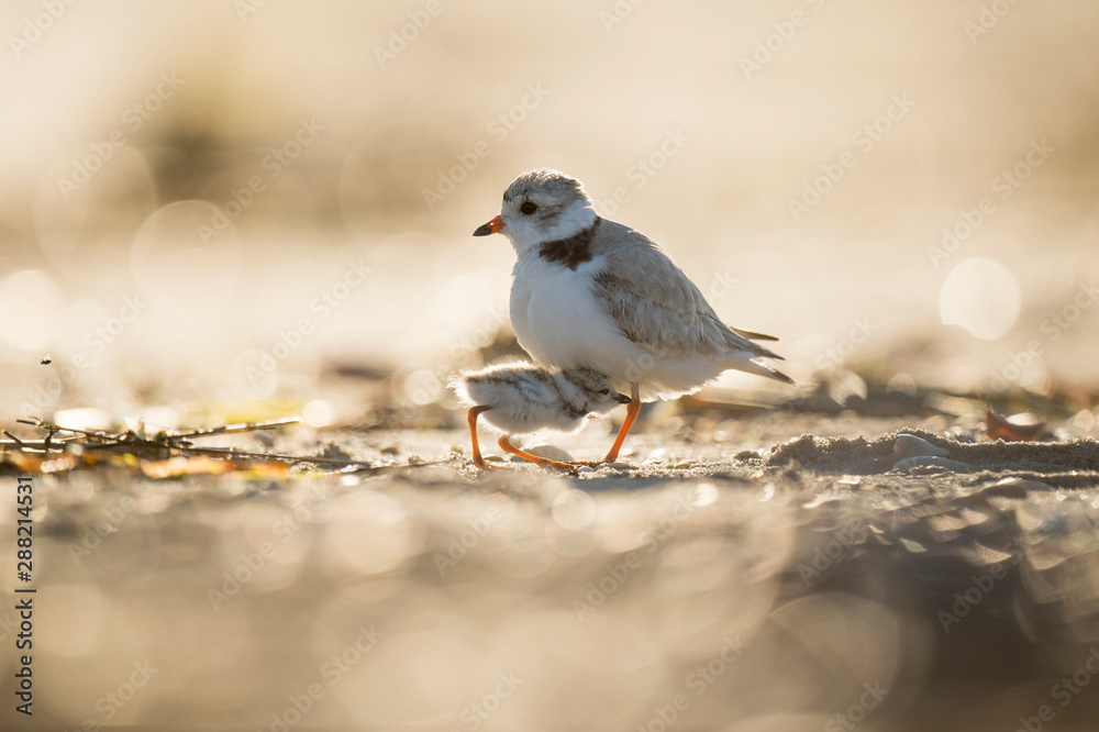 Baby Piping Plover chick tucks in under its parent as they glow in the early morning sunlight. Baby Piping Plover chick tucks in under its parent as they glow in the early morning sunlight.