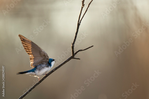 A Tree Swallow perched on a bare branch flaps its wings with a smooth brown background. © rayhennessy
