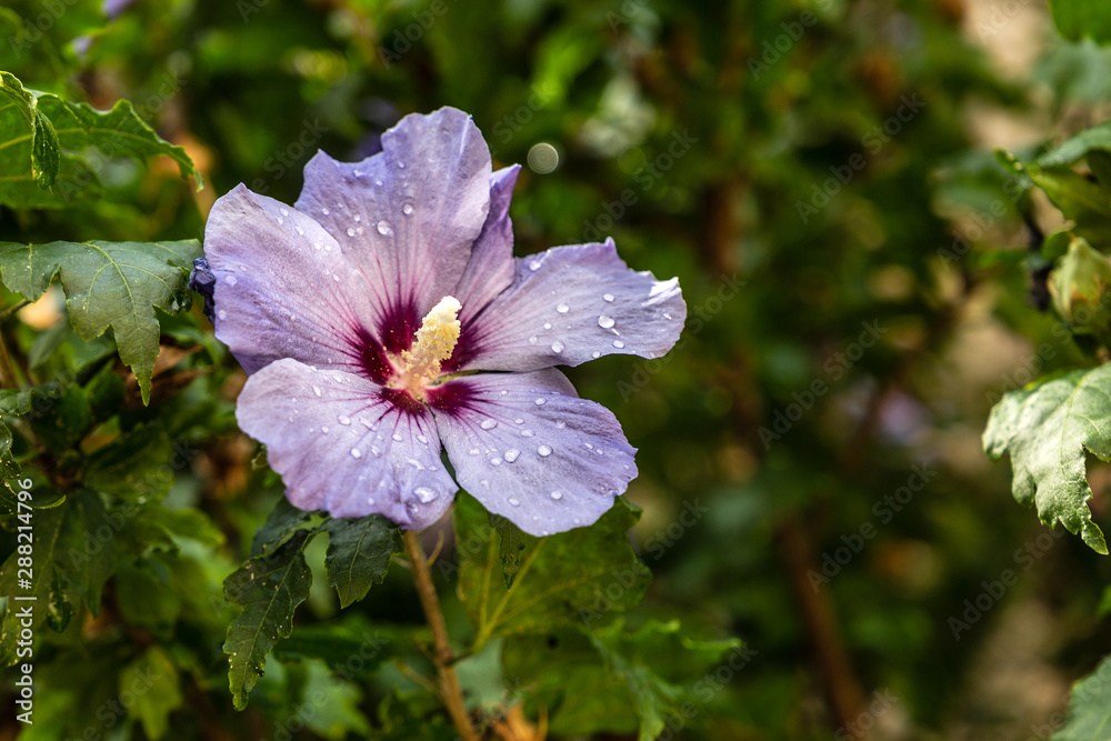 Close-up of hibiscus flower with dew Close-up of hibiscus flower with dew