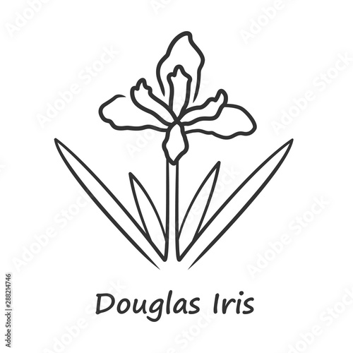 Douglas iris plant linear icon. California blooming wildflower with name inscription. Garden flower, weed. Iris douglasiana inflorescence. Thin line illustration. Vector isolated outline drawing photo