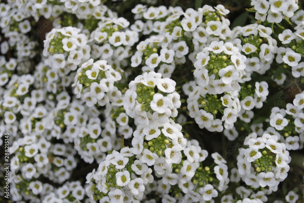 small white flowers small white flowers