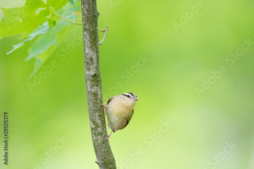 A Worm-eating Warbler clings to the side of a branch in soft light with a smooth green background.