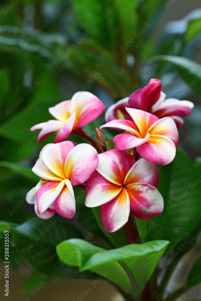  plumeria flowers and leaves 