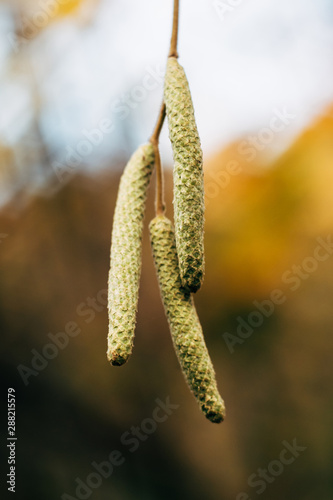 hazel catkins