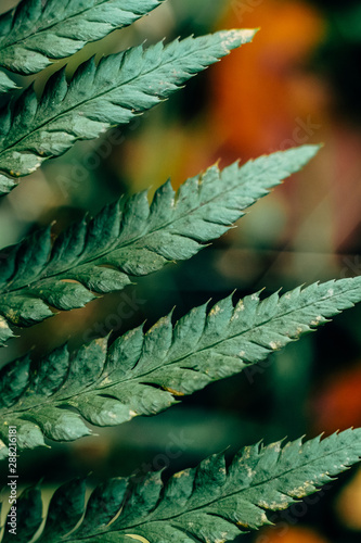 detail of a fern leaf photo