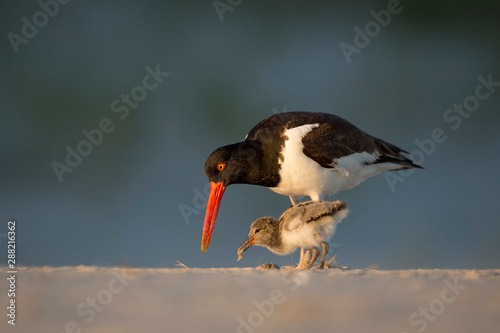 Photography American Oystercatcher feeds its chick food on a sandy beach in the golden evening sunlight