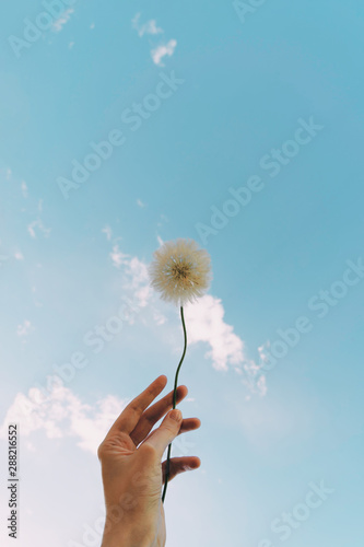 hand holding Taraxacum officinale flower with blue sky