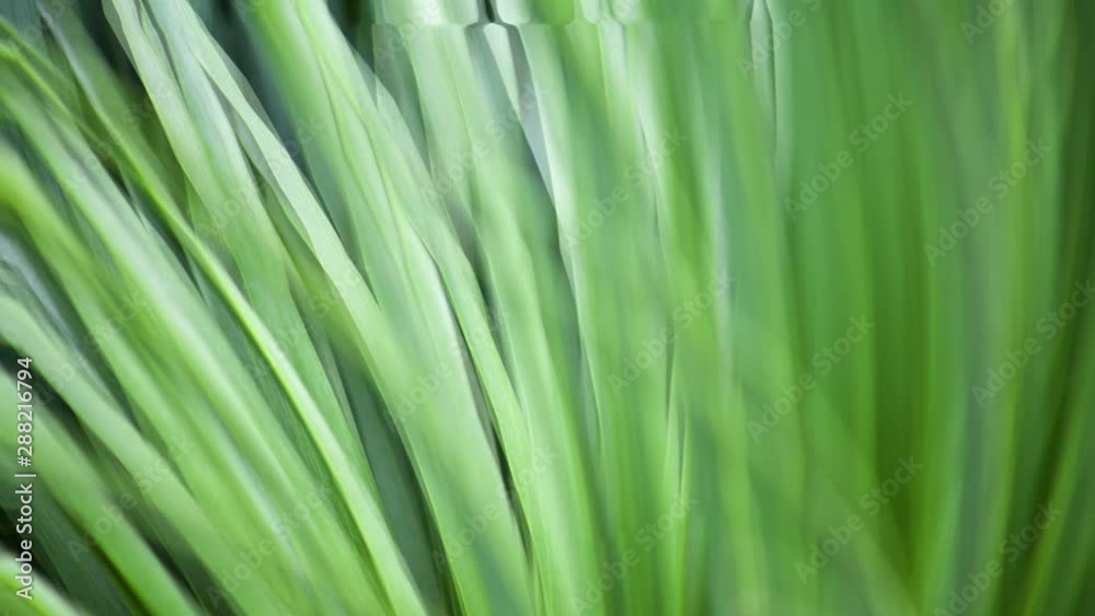Looping Cinemagraph of green grass macro motion background Looping Cinemagraph of green grass macro motion background