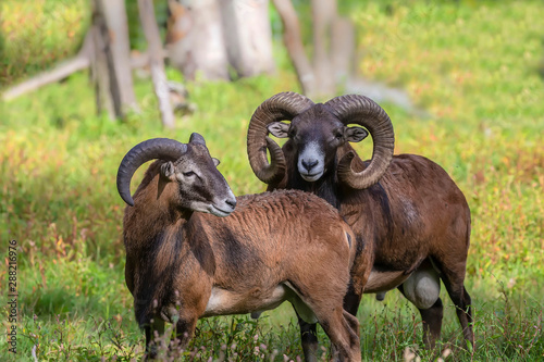 The mouflon (Ovis orientalis)  during mating season on game reserve.