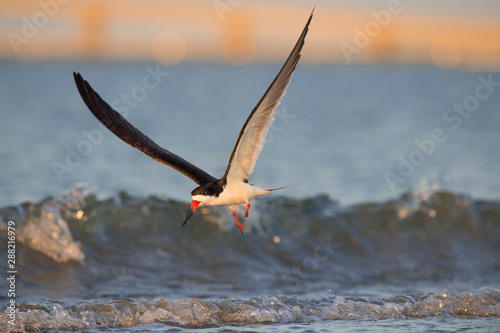 A Black Skimmer flies over the water with its wings spread in the golden morning sunlight with waves crashing behind it.