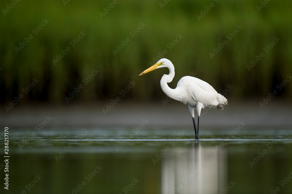 A Great Egret holds a tiny grass shrimp in its bill while standing in shallow water. A Great Egret holds a tiny grass shrimp in its bill while standing in shallow water.