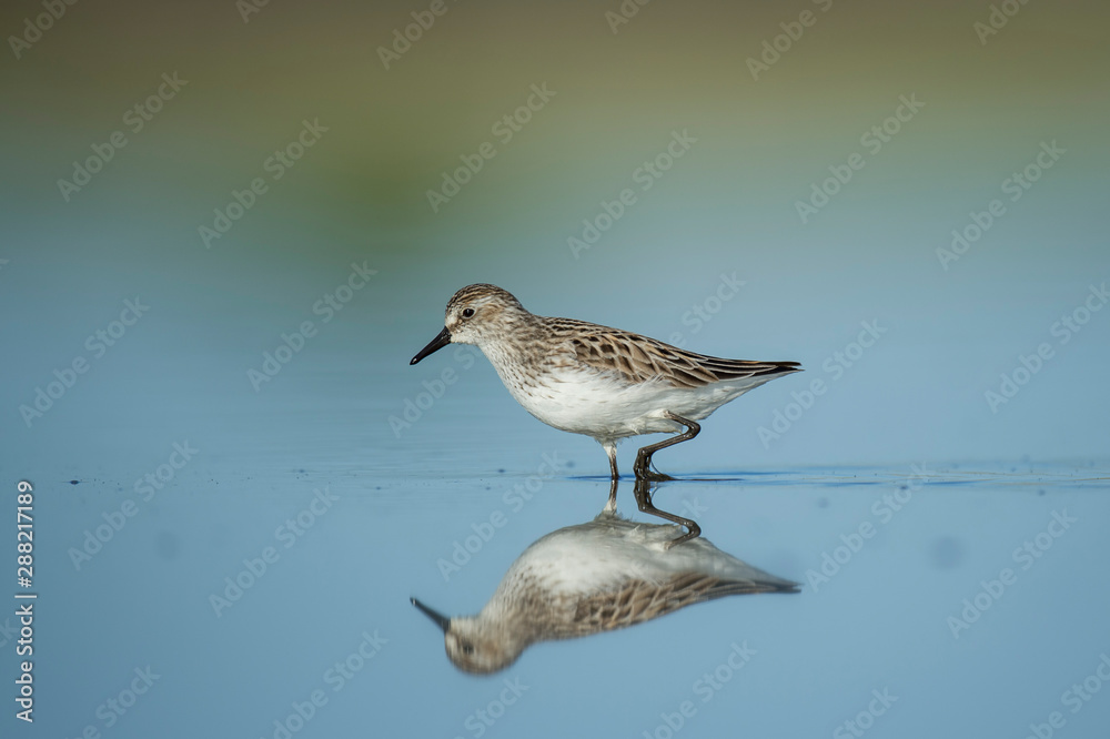 A Semipalmated Sandpiper stands in shallow water with a clear mirror reflection in bright sunlight. A Semipalmated Sandpiper stands in shallow water with a clear mirror reflection in bright sunlight.