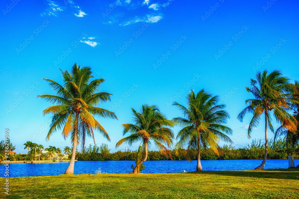 Palm Trees by a canal leading to the Caribbean Sea, Grand Cayman Island 