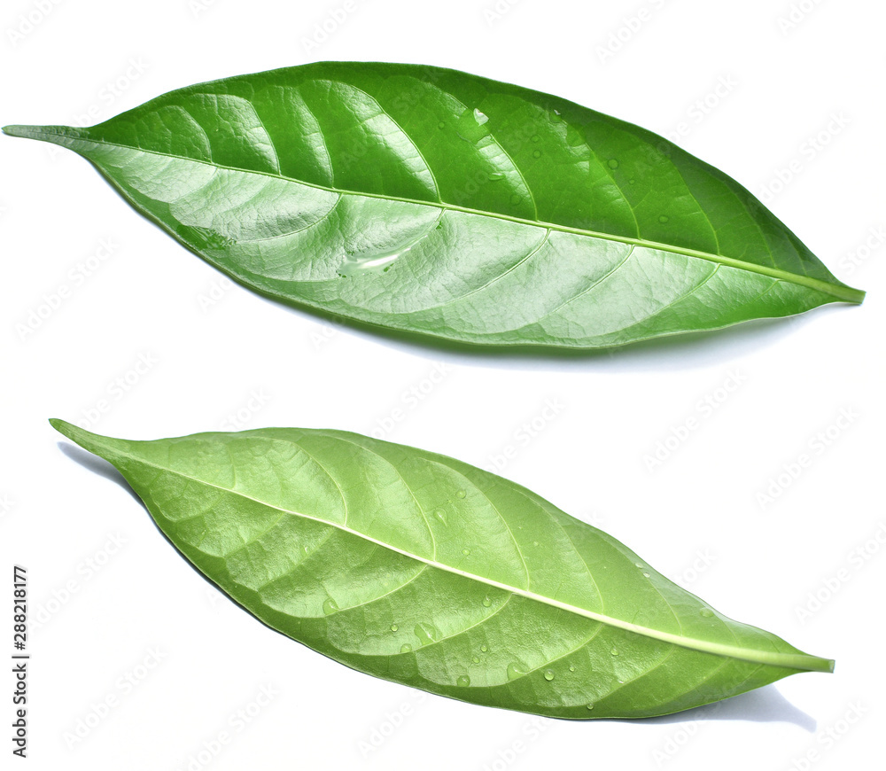 Fototapeta premium isolated green leaf on white background,