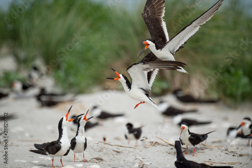 Two adult Black Skimmers fight over territory as one attacks a baby chick on a sandy beach colony.