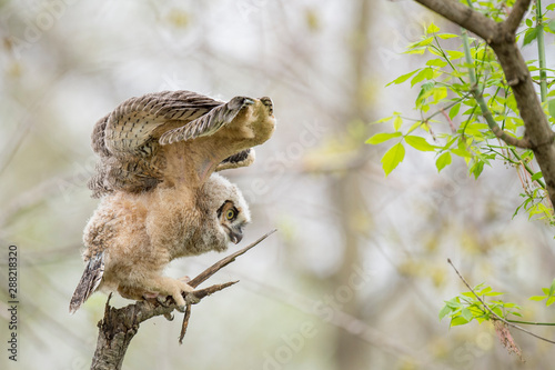 A young Great-horned Owlet tests its wings while perched on a broken branch in the forest.