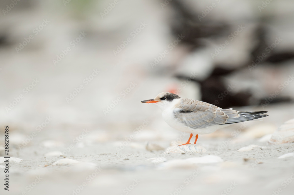Obraz premium A juvenile Common Tern stands on the sandy beach in soft overcast light with a smooth background.
